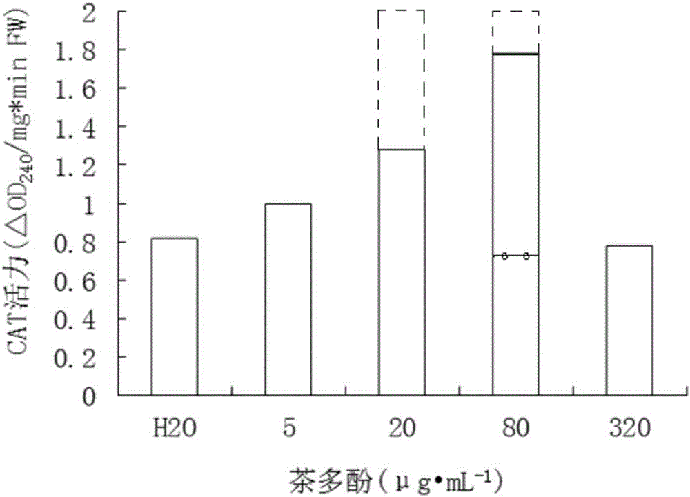 Novel application of tea polyphenol for promoting corn seed germination under heavy metal stress, seed soaking liquid and germination method