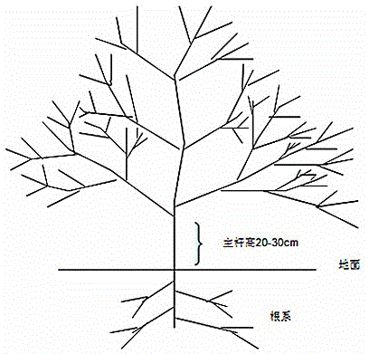 Method for cultivating hybrid oranges