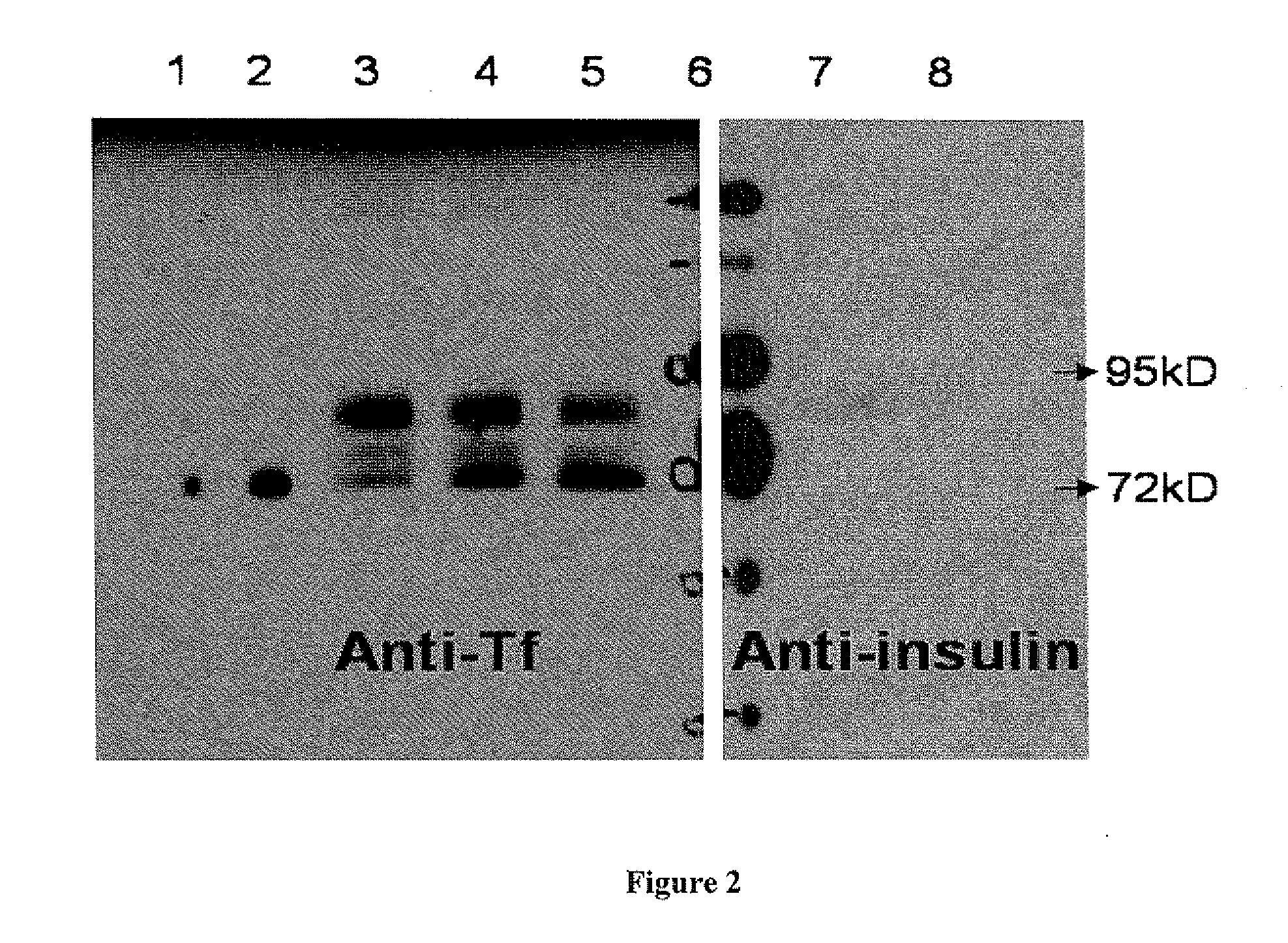 Method for Uses of Protein Precursors as Prodrugs