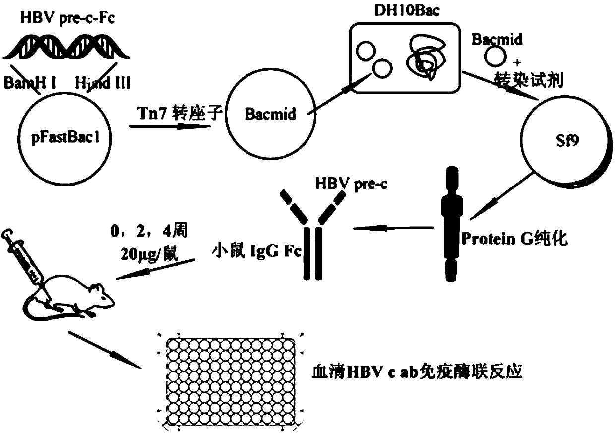 Recombinant protein and expressing method thereof in insect baculovirus expression system