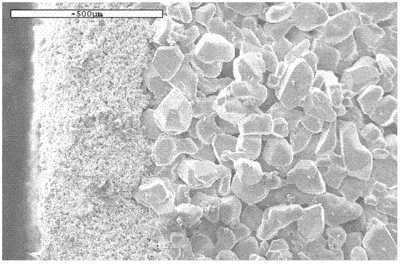 Pure silicon carbide filtering membrane and preparation method thereof