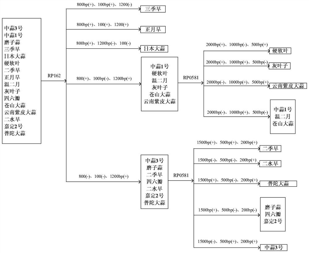 RAPD (random amplified polymorphic DNA) primer for distinguishing garlic varieties and application of RAPD primer