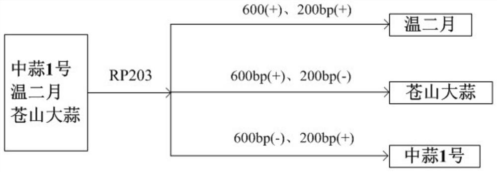 RAPD (random amplified polymorphic DNA) primer for distinguishing garlic varieties and application of RAPD primer