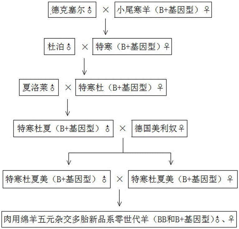 Breeding method for quinary hybridized multiparous new line of meat sheep