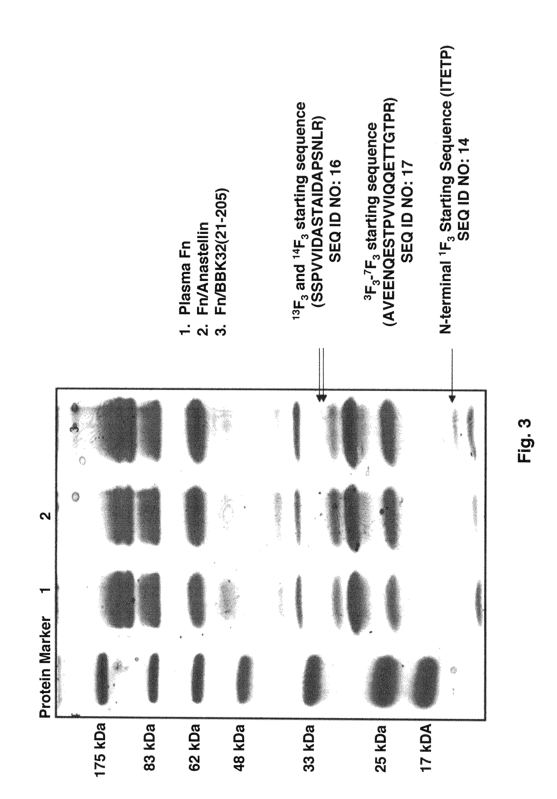 Formation of superfibronectin by BBK32 and uses therefor