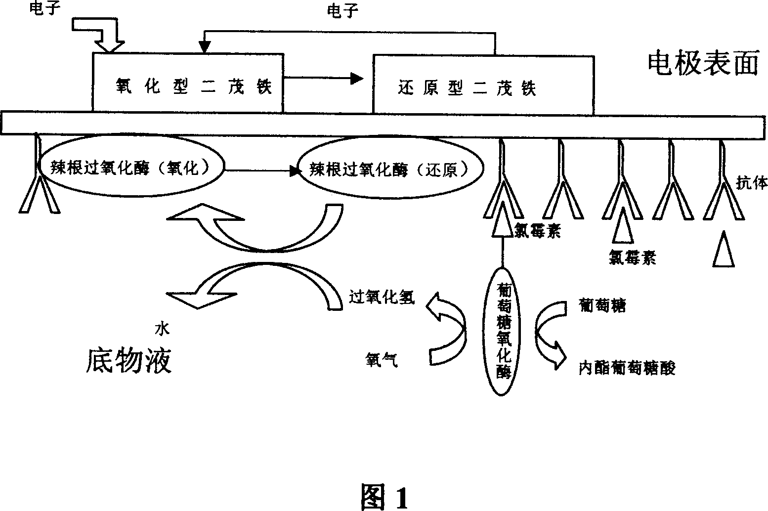 Method for making immune sensing electrode for detection of residual chloromycetin