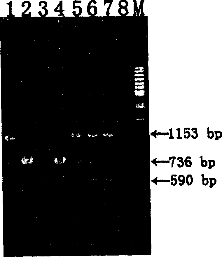 Method of synchronous detecting lily mottle virus, lily symptom less virus and cucumbus flomer leaf virus