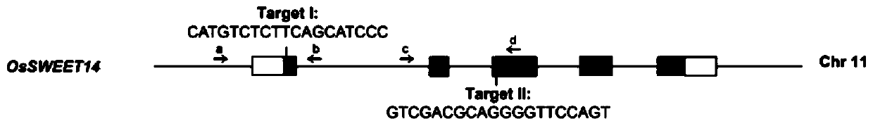 Method for breeding broad-spectrum bacterial blight-resistant rice by editing exon of OsSWEE14 gene