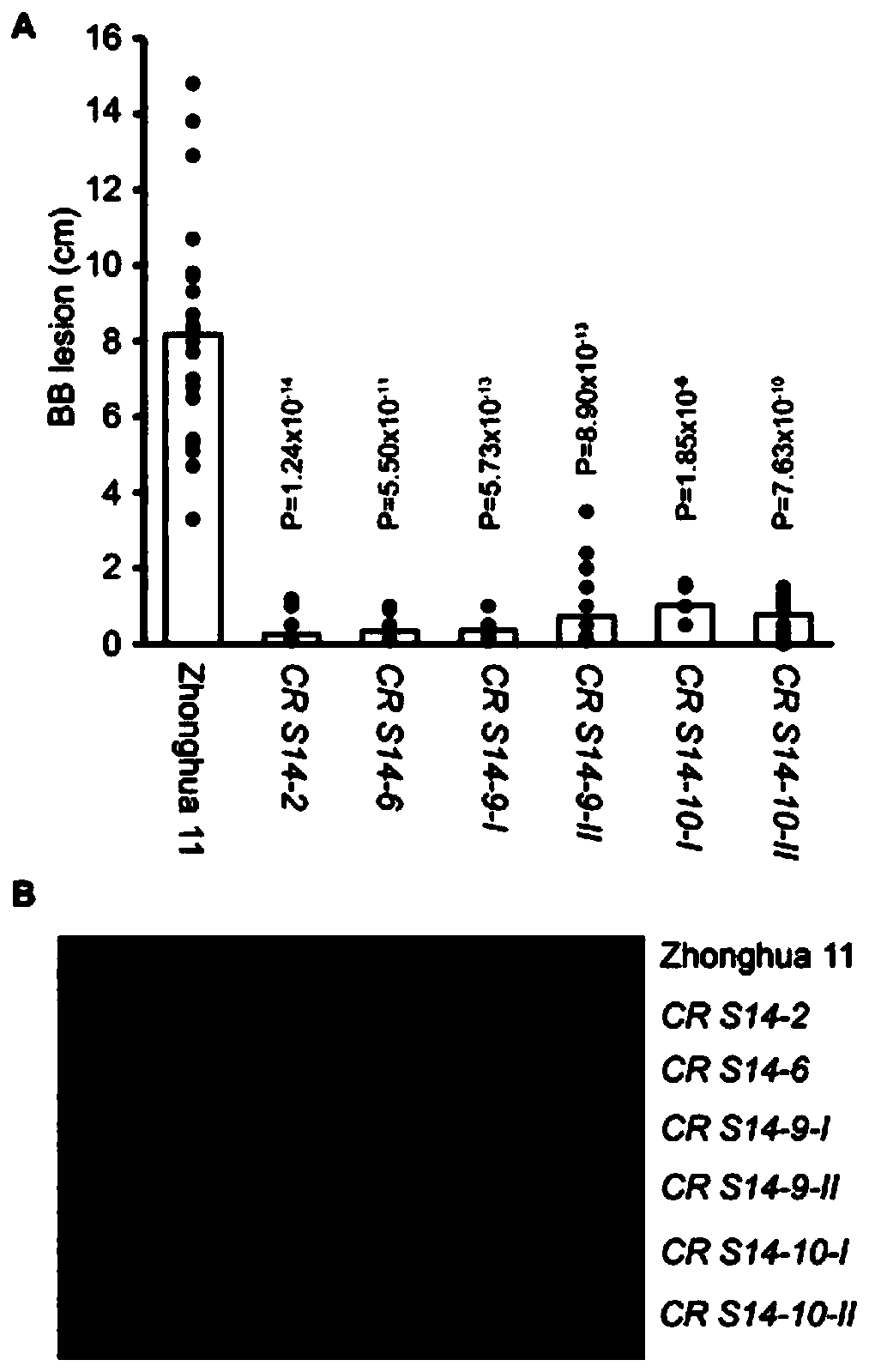 Method for breeding broad-spectrum bacterial blight-resistant rice by editing exon of OsSWEE14 gene