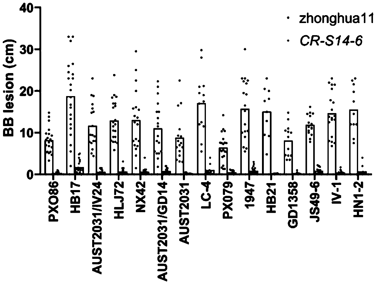 Method for breeding broad-spectrum bacterial blight-resistant rice by editing exon of OsSWEE14 gene