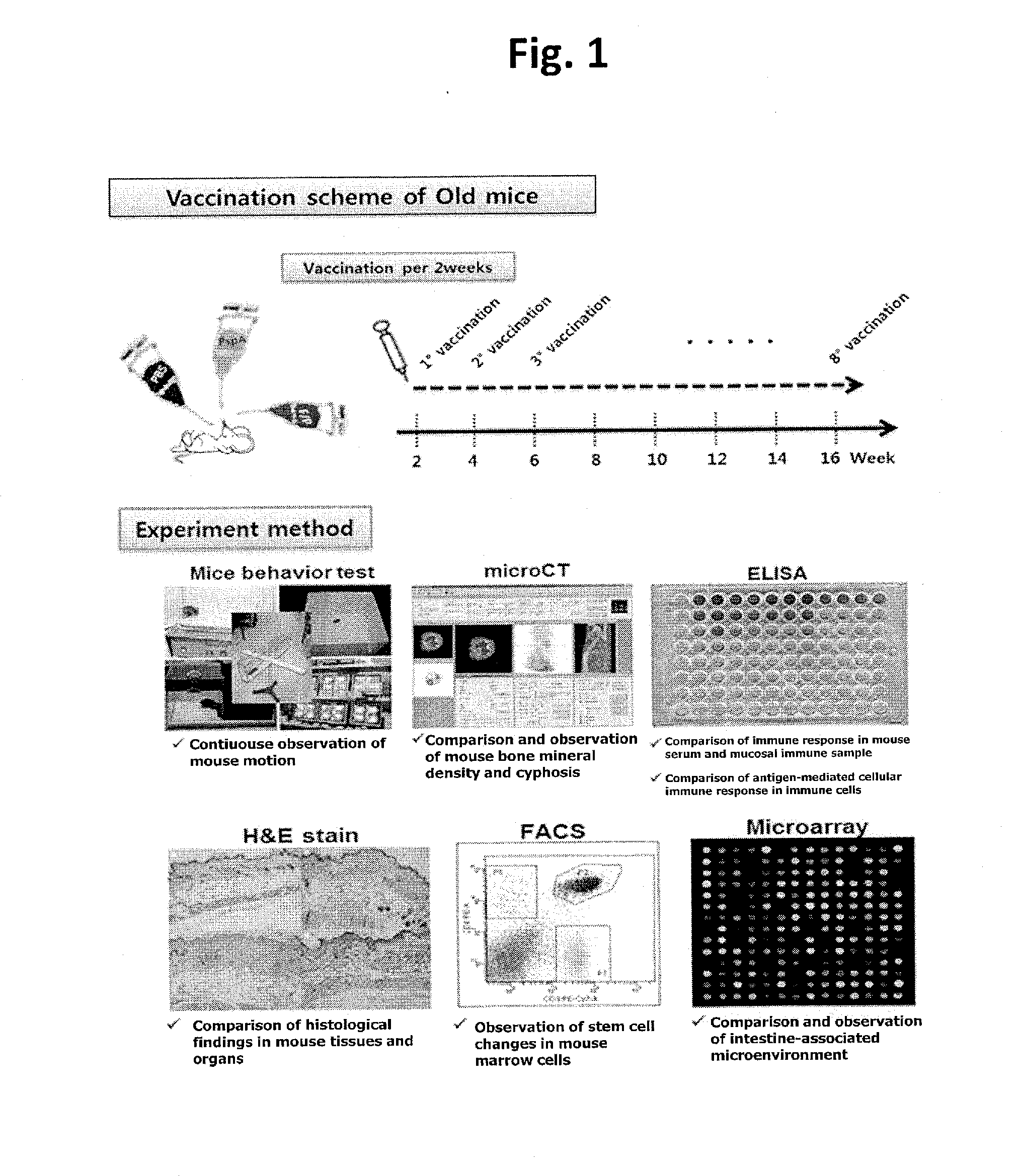 Composition comprising recombinant fusion protein of pathogenic antigen protein and flagellin of vibrio vulnificus for preventing, alleviating, or treating aging