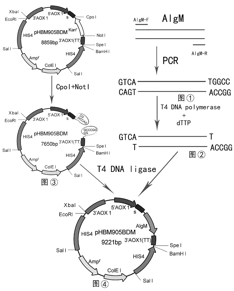 Gene of novel alginate endolyase, engineering bacterium and application