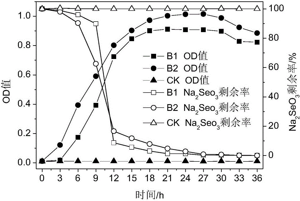 Method for studying reducing action of selenium-highly-resistant bacteria to selenite