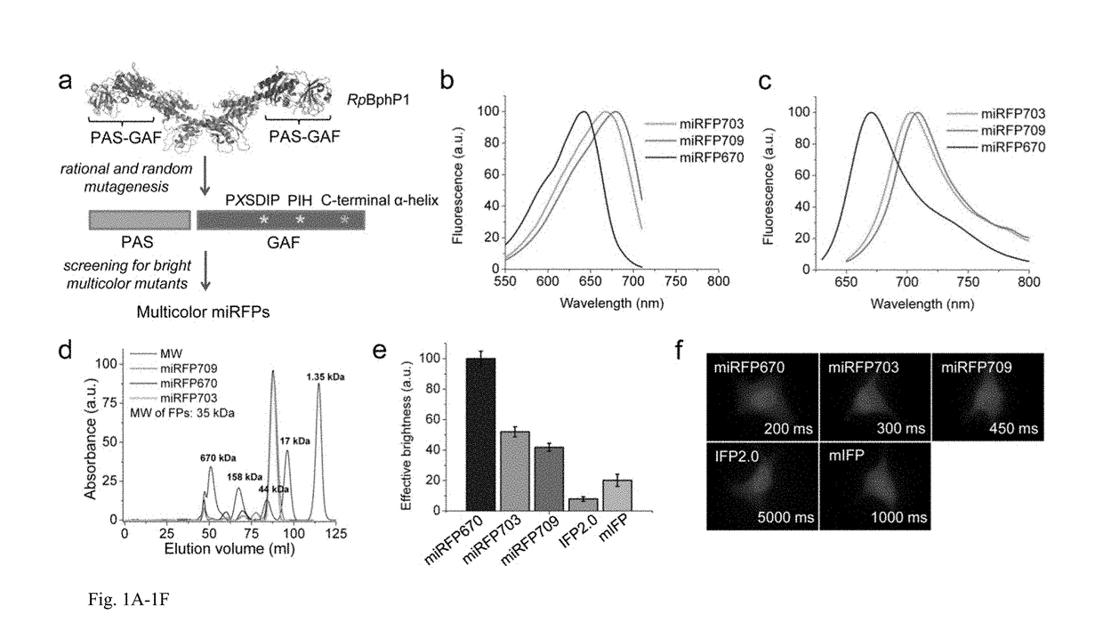 Monomeric near-infrared fluorescent proteins engineered from bacterial phytochromes and methods for making same