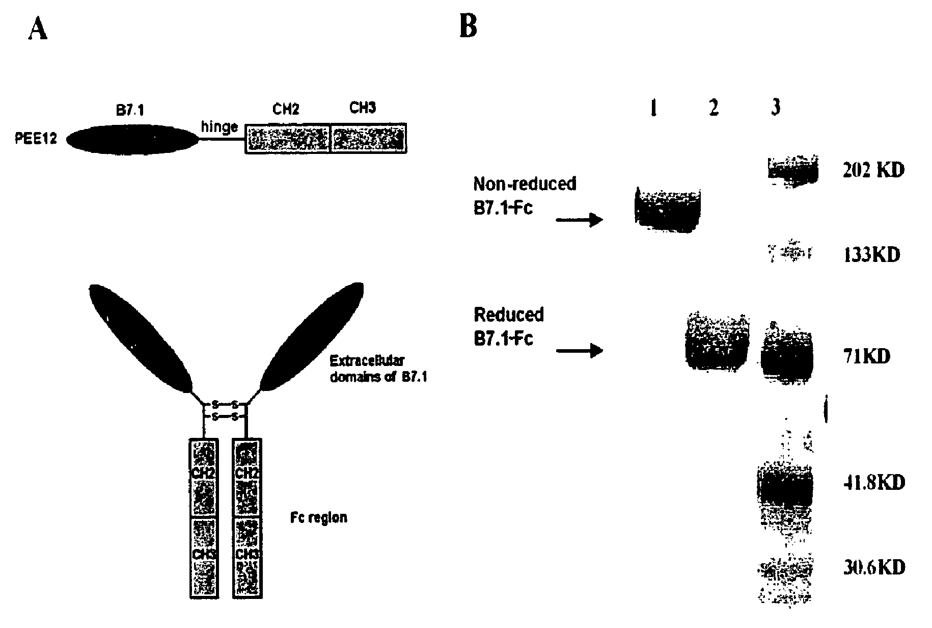 Combination cancer immunotherapy with co-stimulatory molecules