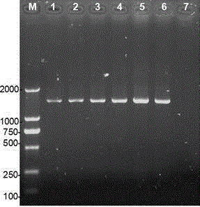 Porcine epidemic diarrhea virus and separation culture method