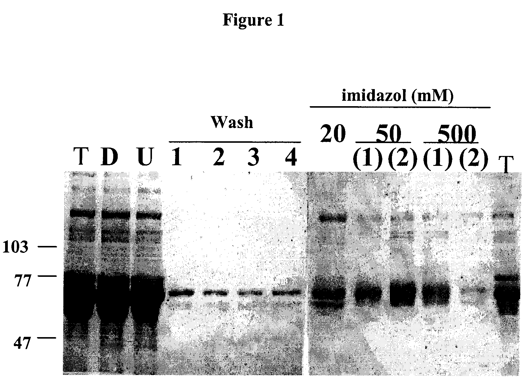 Antibodies that block receptor protein tyrosine kinase activation, methods of screening for and uses thereof