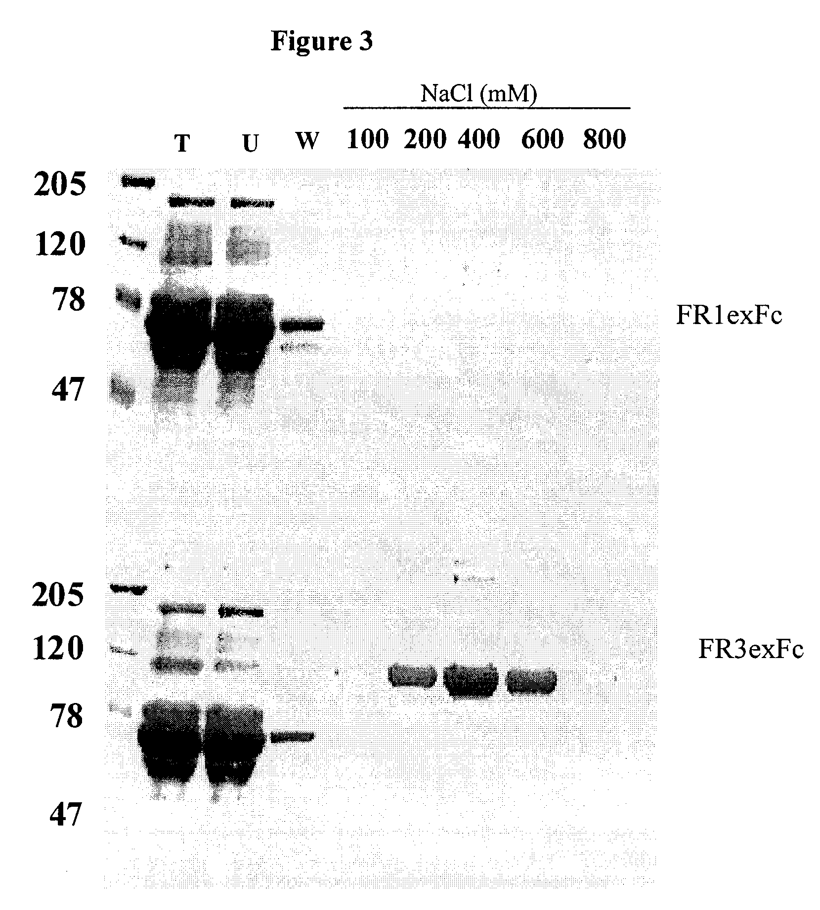 Antibodies that block receptor protein tyrosine kinase activation, methods of screening for and uses thereof