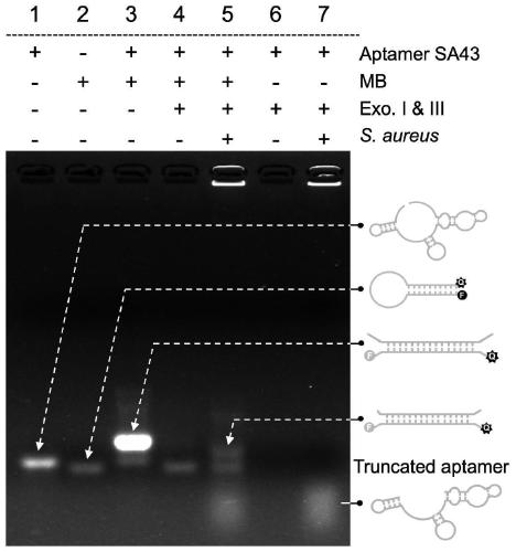 Staphylococcus aureus rapid detection method based on enzyme digestion protection aptamer sensor