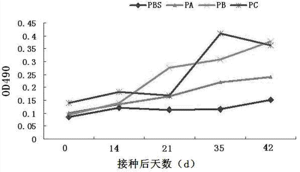 Cattle food-and-mouth disease virus A type synthetic peptide and preparation and application thereof