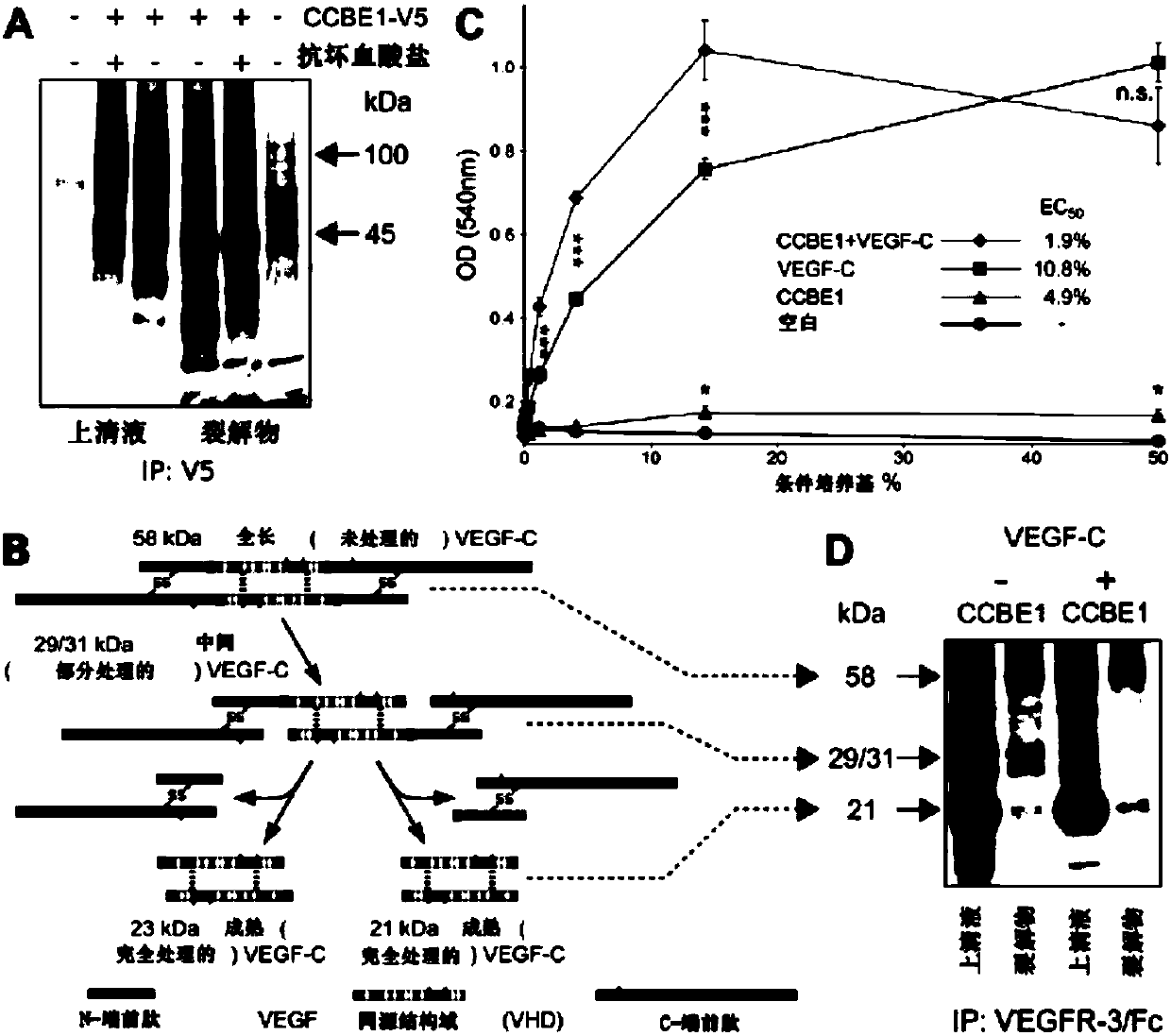 Therapeutic use of VEGF-C and CCBE1