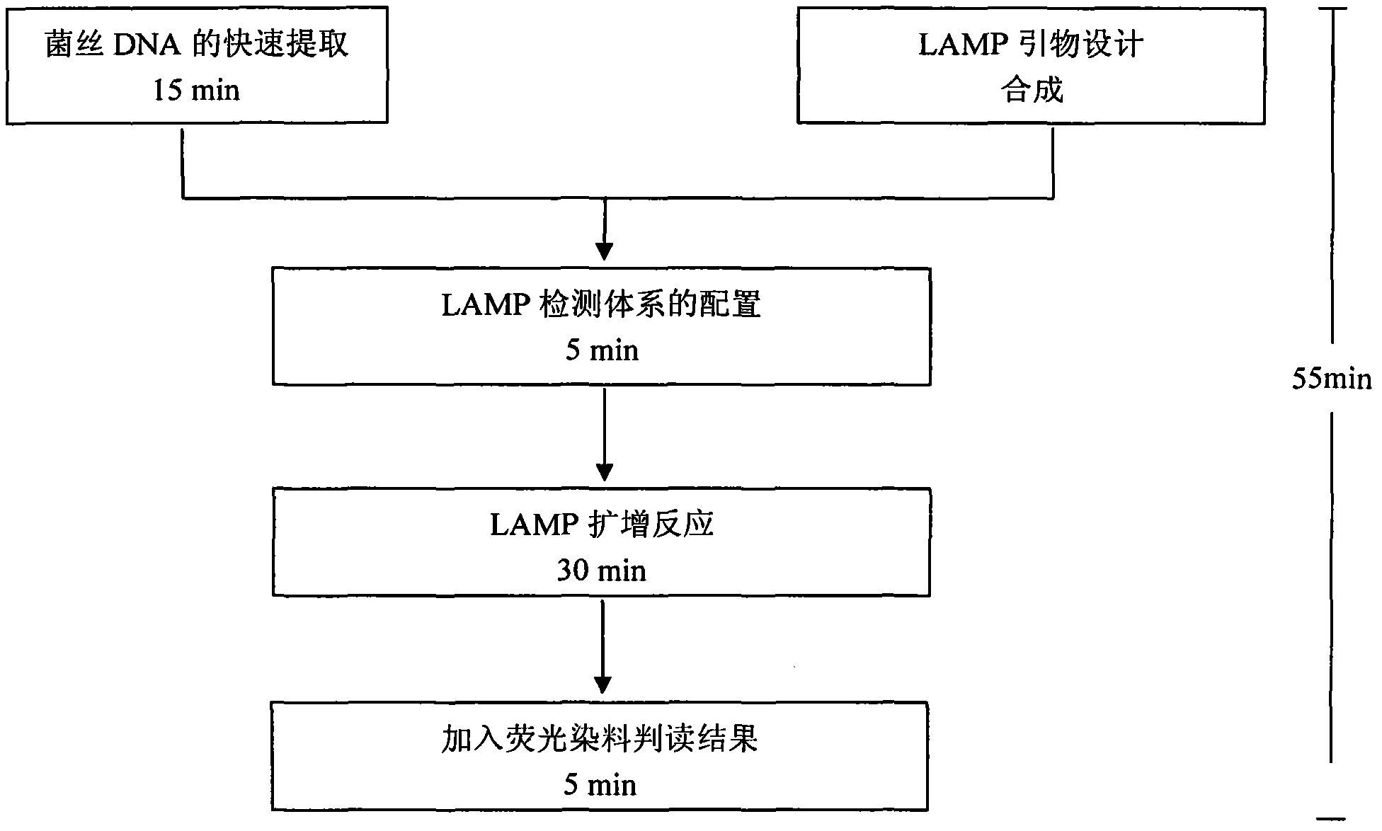 Rapid molecular detection method and application for plasmopara viticola