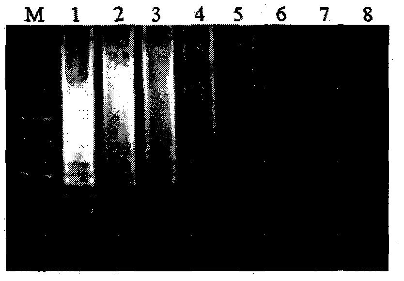 Rapid molecular detection method and application for plasmopara viticola