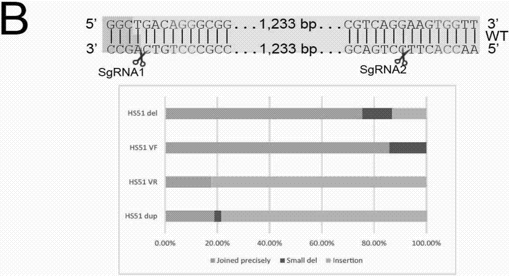 Cas9 nuclease and application thereof