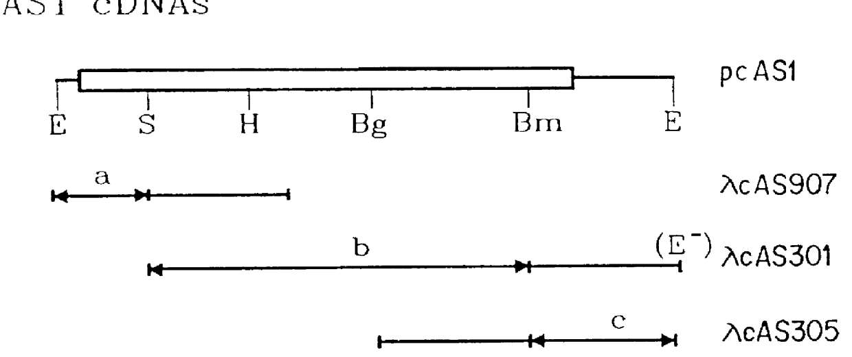 Heterologous gene expression utilizing plant asparagine synthetase promoters