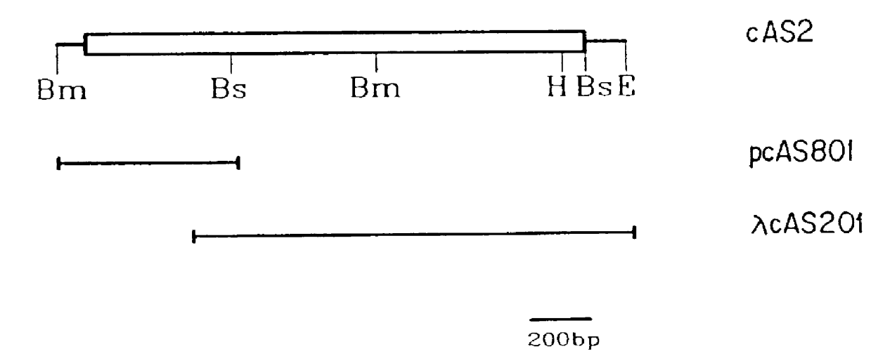 Heterologous gene expression utilizing plant asparagine synthetase promoters