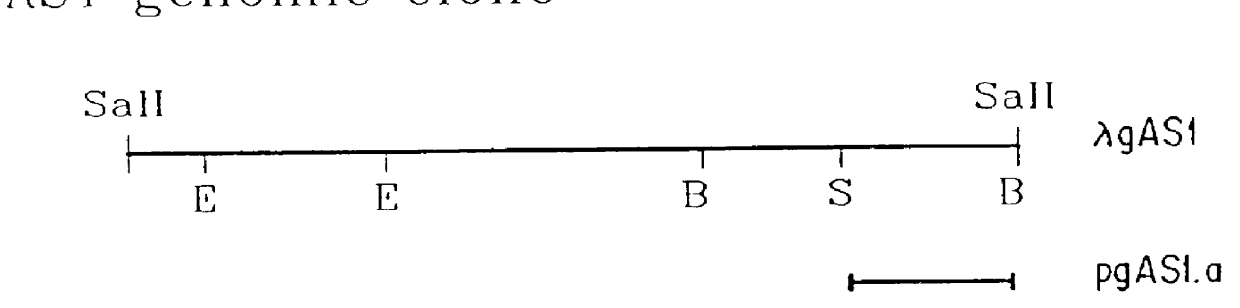 Heterologous gene expression utilizing plant asparagine synthetase promoters