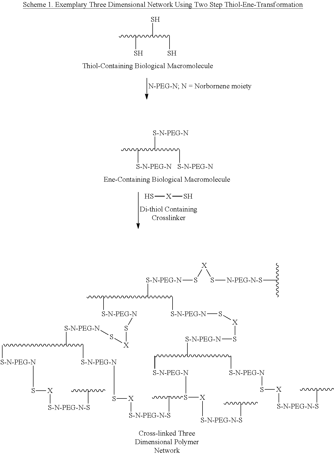 Covalent modification of biological macromolecules