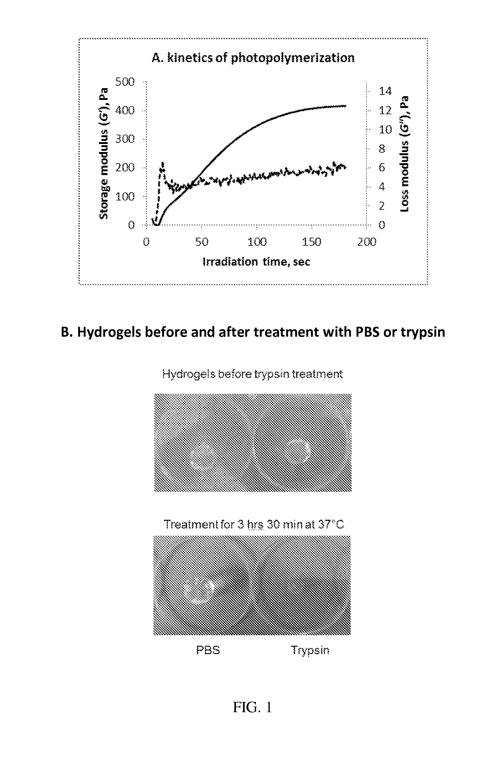 Covalent modification of biological macromolecules