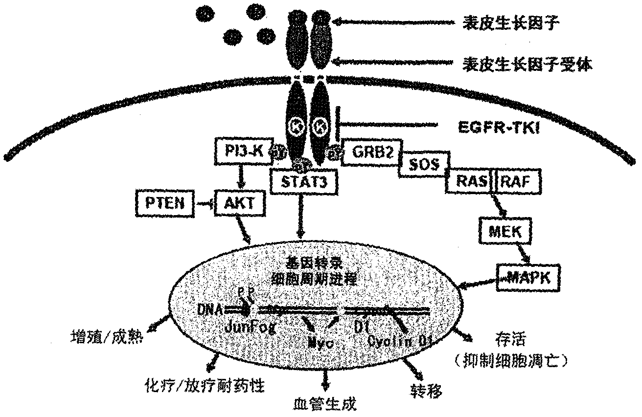 Screening method for epidermal growth factor receptor tyrosine kinase inhibitor and inhibitors identified using same