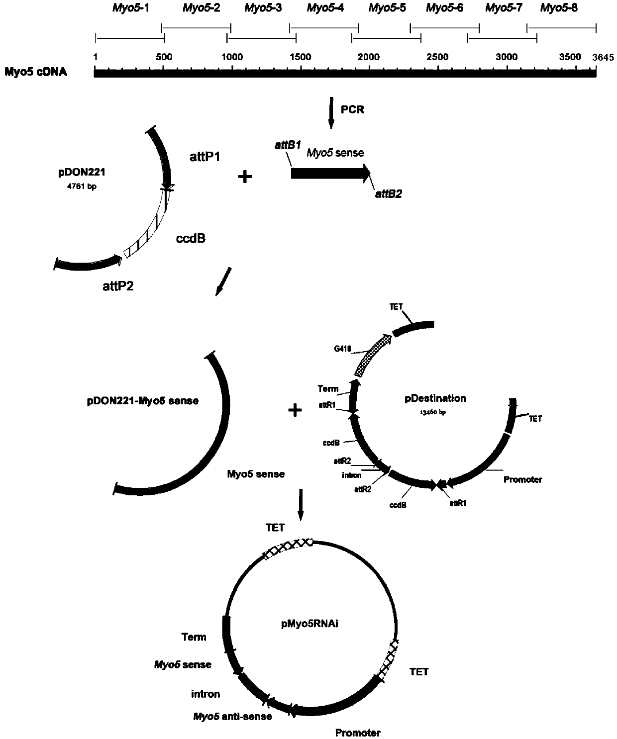 Myosin-5 and application of myosin-5 to cyanoacrylate drug resistance treatment