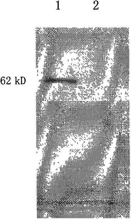 Recombinant anthropogenic hepatocyte growth factor (HGF) activating factor and application thereof