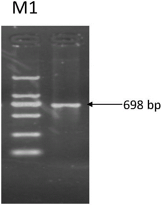 Molecular marker related to weaning weight and anti-diarrheal diseases of piglets and application of molecular marker in pig breeding