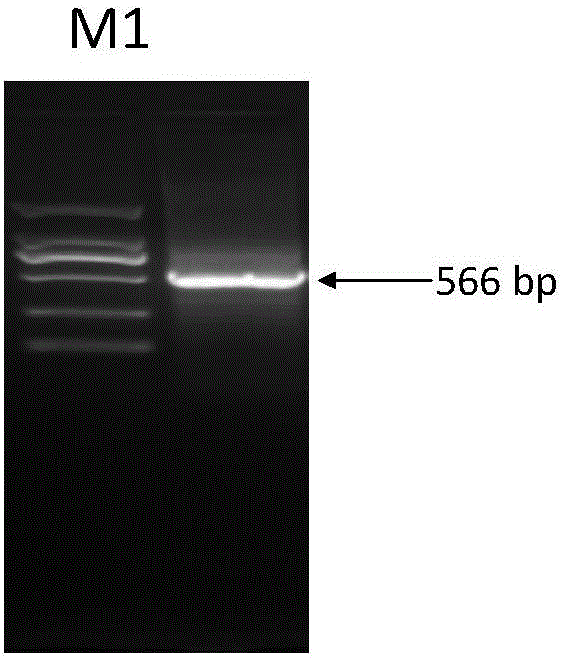 Molecular marker related to weaning weight and anti-diarrheal diseases of piglets and application of molecular marker in pig breeding