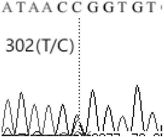 Molecular marker related to weaning weight and anti-diarrheal diseases of piglets and application of molecular marker in pig breeding