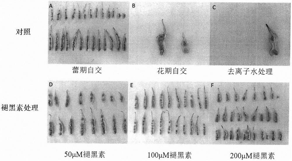 Method for efficiently breeding radish self-incompatible line