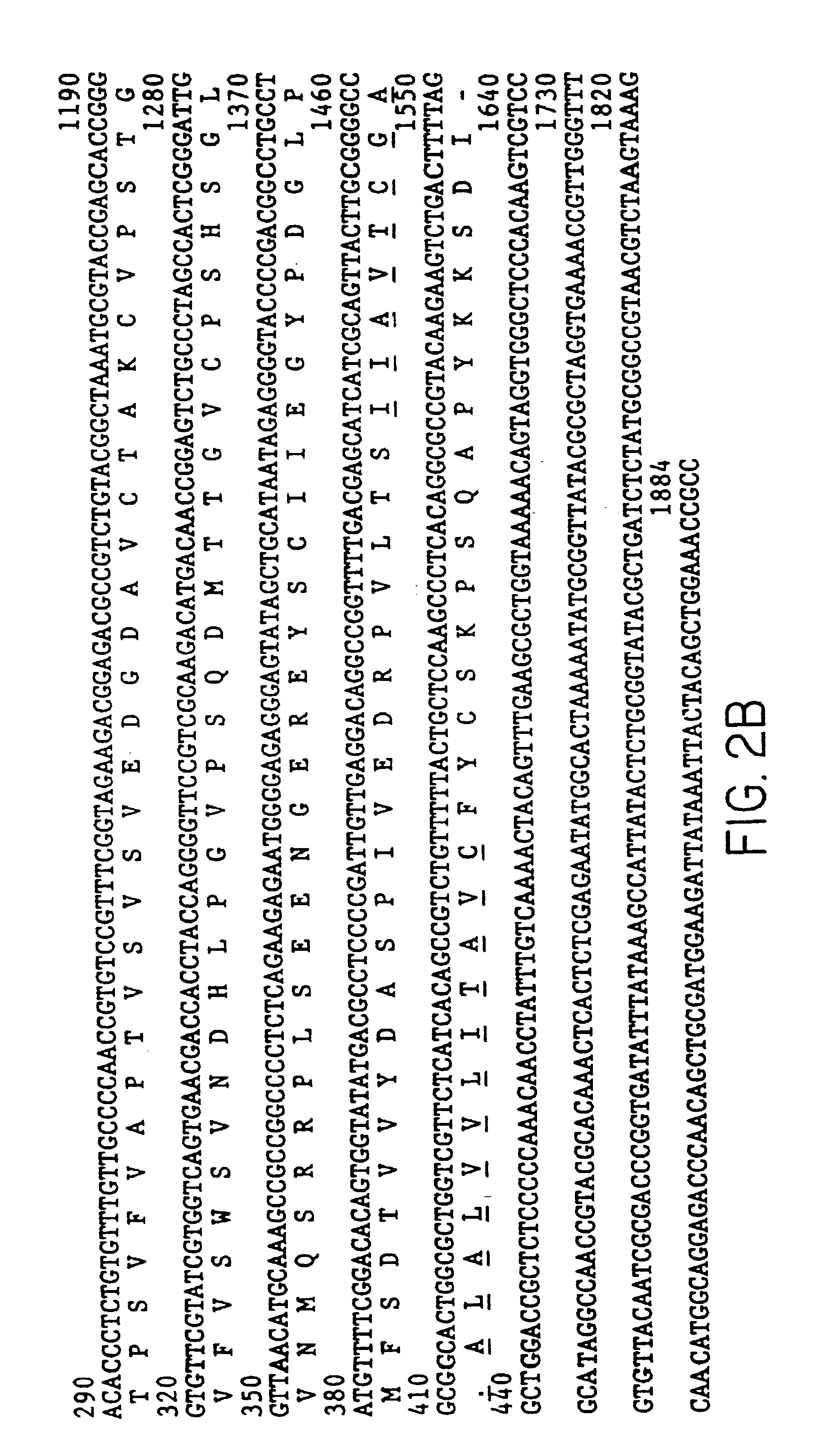 Isolated nucleic acid sequence of equine herpesvirus type 1 glycoprotein D (EHV-1 gD)