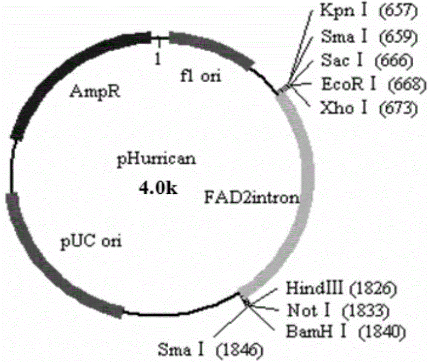 DNA molecule for expressing hairpin RNA for inhibiting macrosiphum avenae lipoprotein lipase and applications thereof