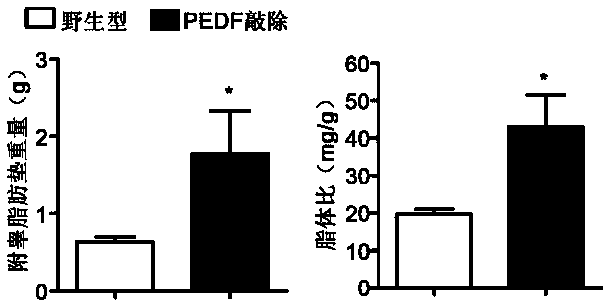 Application of pedf gene in the treatment of diabetic myocardial injury