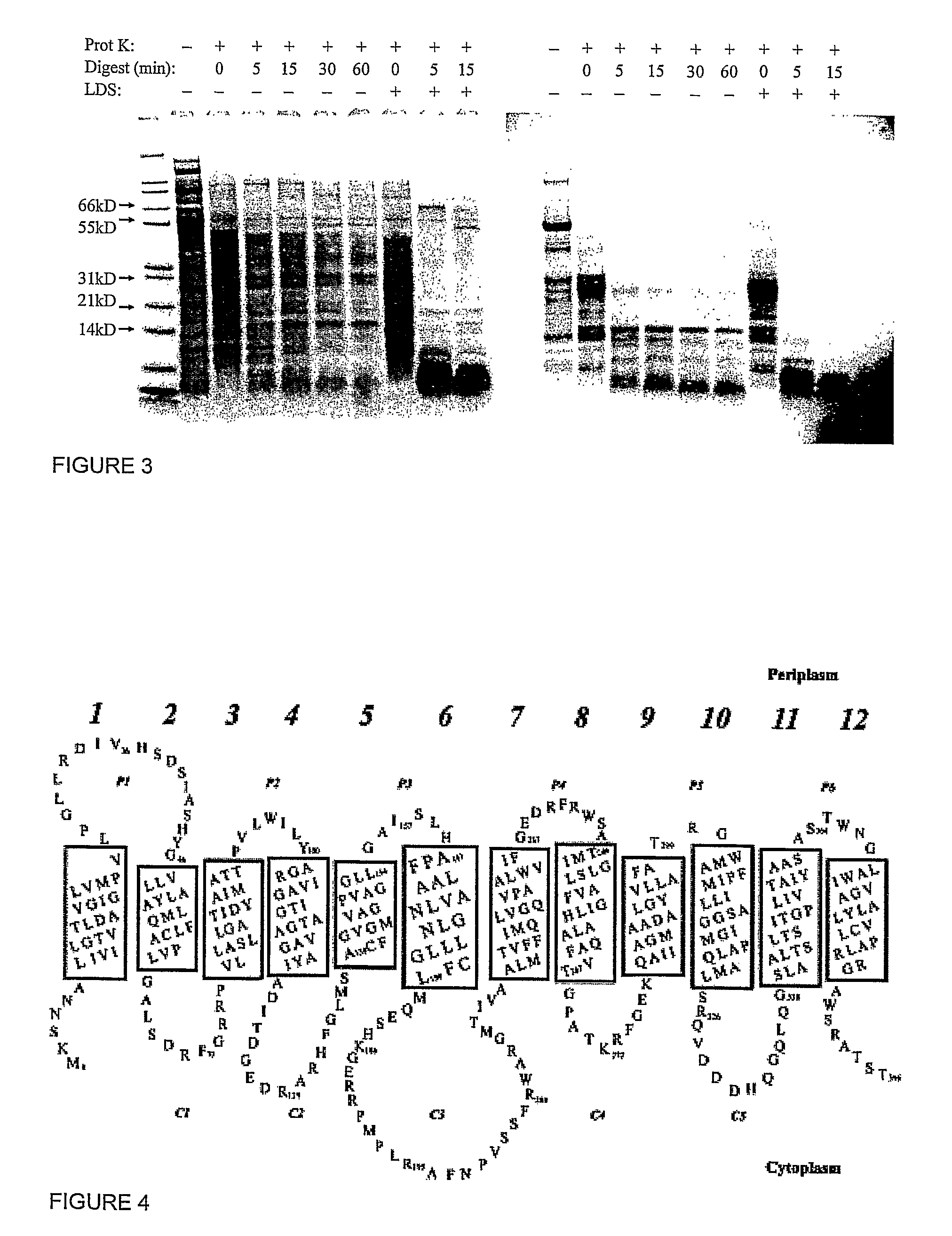 Cell-free synthesis of membrane bound polypeptides