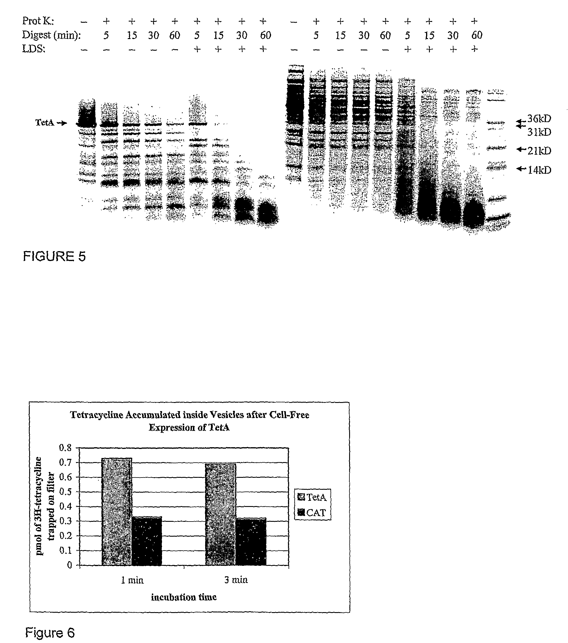 Cell-free synthesis of membrane bound polypeptides