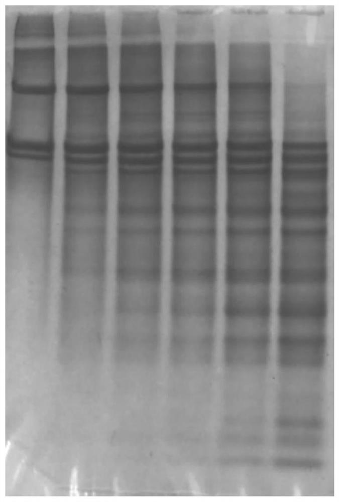 A New Method for Determining the Integrity of Type I Collagen Triple Helix Structure