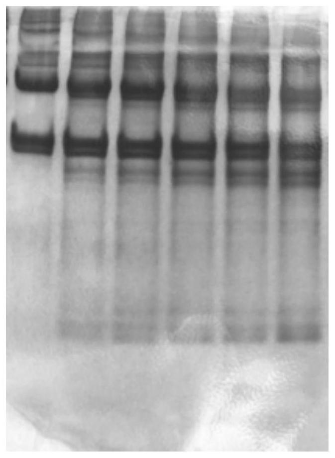 A New Method for Determining the Integrity of Type I Collagen Triple Helix Structure