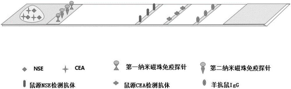 Immunochromatographic detection test strip for joint detection of NSE and CEA, and preparation method and application method thereof