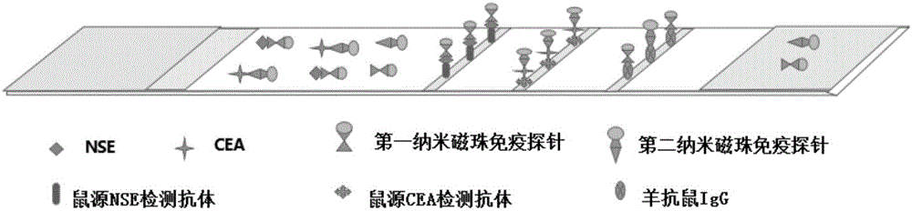 Immunochromatographic detection test strip for joint detection of NSE and CEA, and preparation method and application method thereof