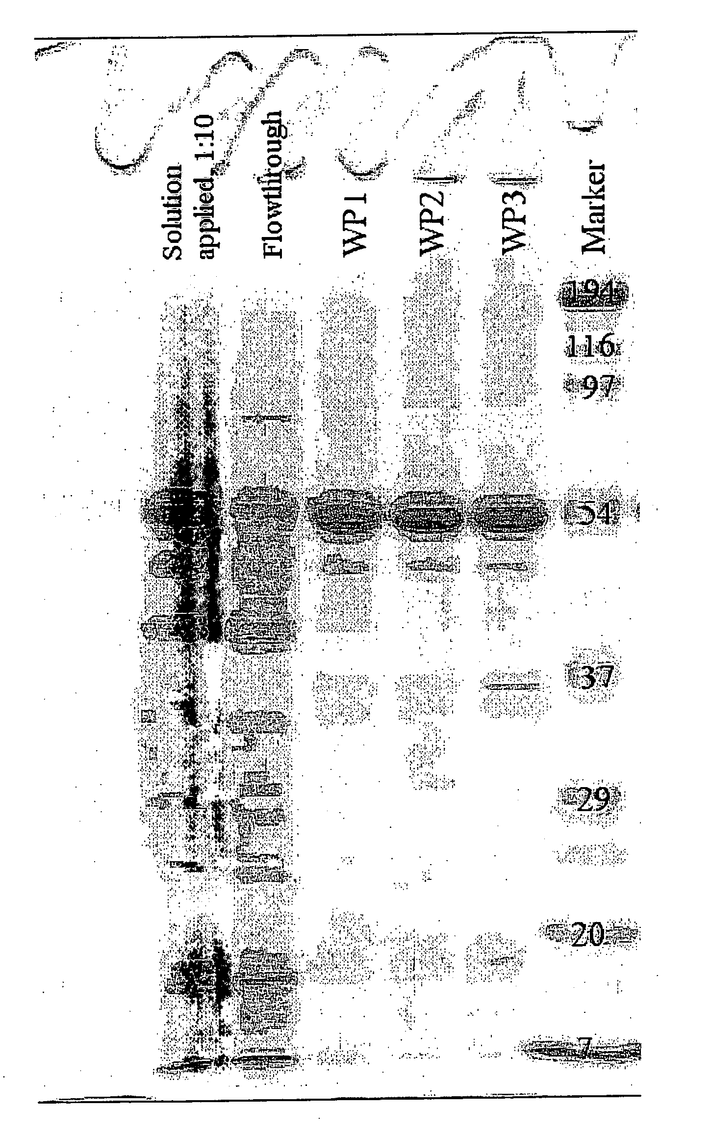 Novel Hydrophobin Fusion Products, Production and Use Thereof